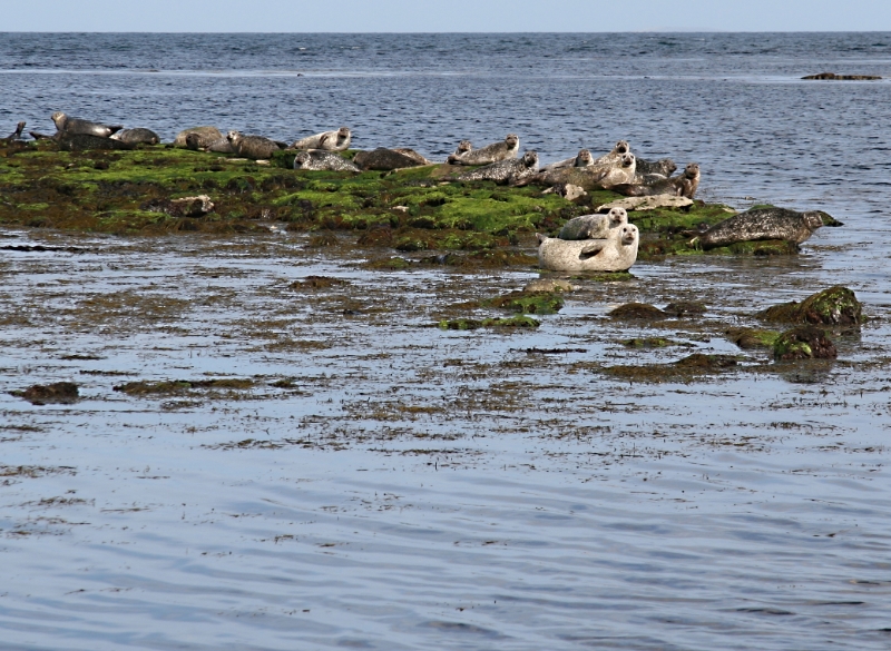 Seals, Aran Islands Ireland.jpg